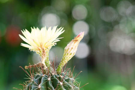 Cactus and yellow flower in a pot with nature bokeh background. Echinofossulocactus Phyllacanthus...