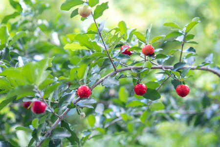 Acerola cherry of thailand on three. Select  focus, Barbados cherry, Malpighia emarginata, high...