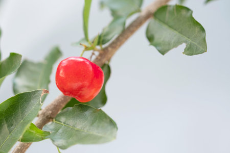 Acerola cherry of thailand on three. Select  focus, Barbados cherry, Malpighia emarginata, high vitamin . Acerola fruit.の写真素材