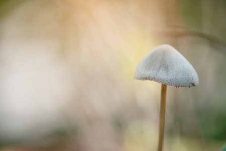 Small white mushrooms and morning sunlight in the forest.の写真素材