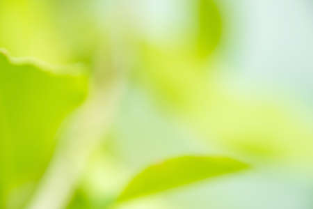 Bokeh blur tree nature background with sunlight on summer. Spring season.