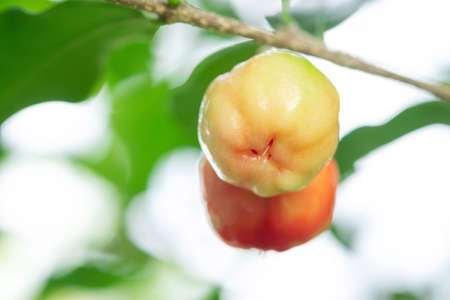 Acerola cherry of thailand on three. Select; focus; Barbados cherry; Malpighia emarginata; high vitamin . Acerola fruit.の写真素材