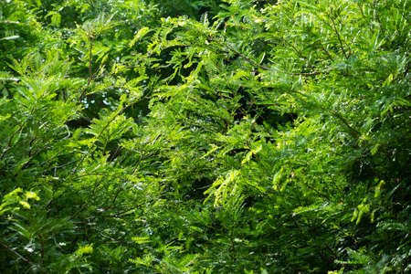 Tamarind leaves on tree background.の写真素材