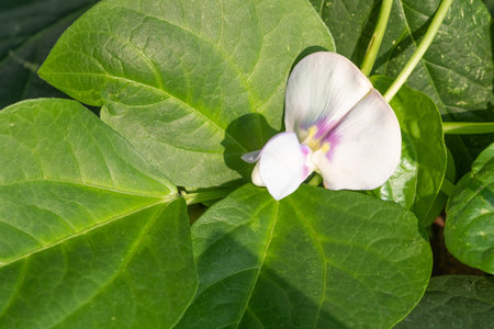 Long bean flowers whit sunlight in the garden. Purple  flowers.