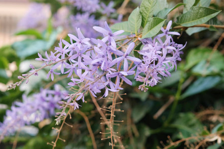 Flowers of Petrea volubilis. Purple.の写真素材