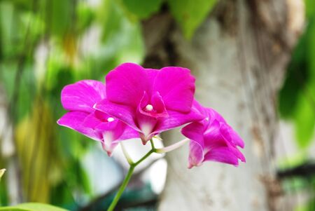 Beautiful ,purple, orchid ,flower の写真素材