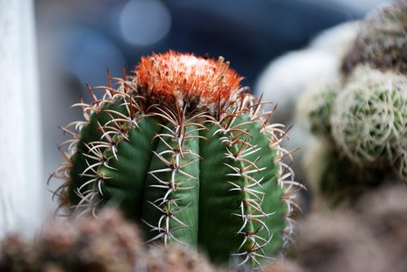 Melocactus matanzanus