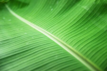 Banana leaf の写真素材