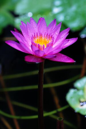  water lilyの写真素材