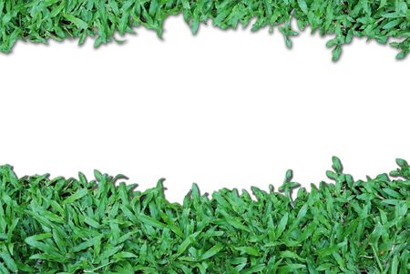 Green Grass Isolated on white backgroundの写真素材