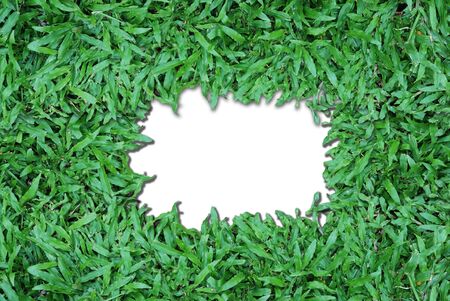 Green Grass Isolated on white backgroundの写真素材