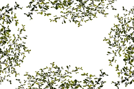 Green leaves isolated on white background の写真素材