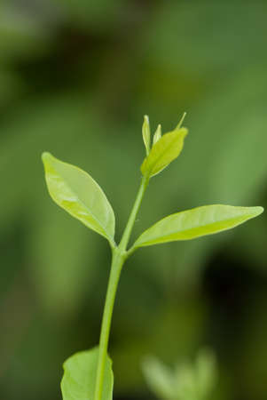 New fresh leaves on early spring day