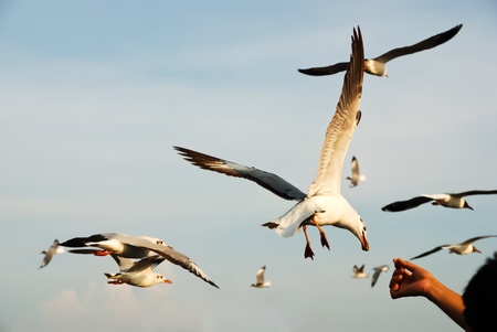 Flying Seagullの写真素材