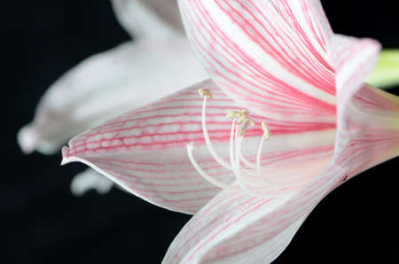 Lily flower isolated on black backgroundの写真素材