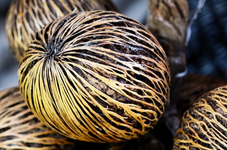 Cerbera oddloamの写真素材