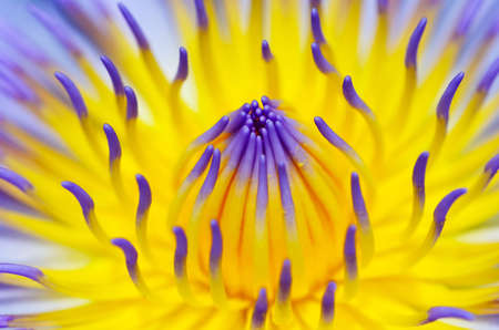 Close up purple water lily 