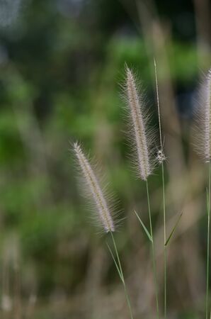The Foxtails of the genus setaria grassの写真素材