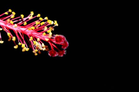 Closeup of  Hibisci Rosae-Sinensis Flowerの写真素材