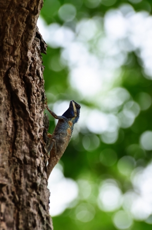chameleon on the tree  の写真素材