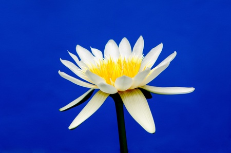 lotus flower on blue background 