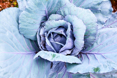 Many green cabbages in agriculture fieldsの写真素材