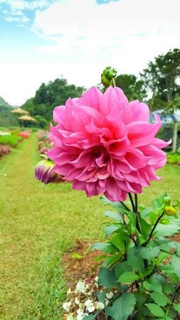 pink flower in gardenの写真素材