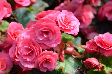 Pink begonia flowers in the gardenの写真素材