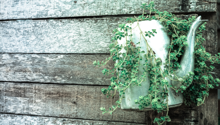 Plants in kettle and Old woodenの写真素材