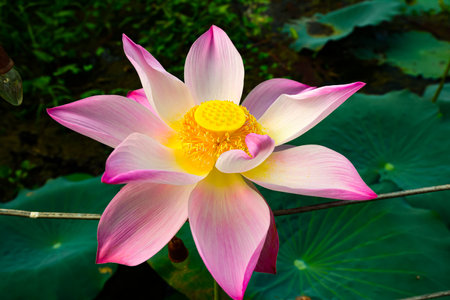 Pink lotus flower blooming in the pond with green leaf backgroundの写真素材