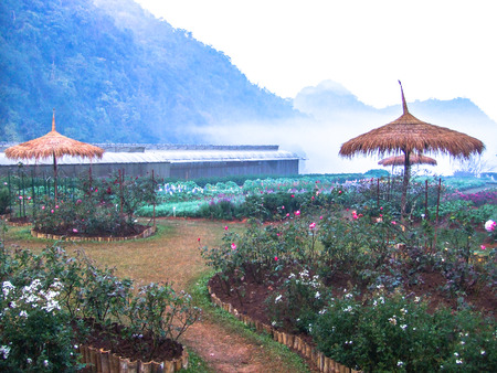 Doi Ang Khang, Chiang Mai, Thailand.の写真素材