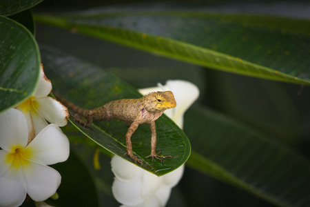 Colorful Chameleon On the leaf.の写真素材