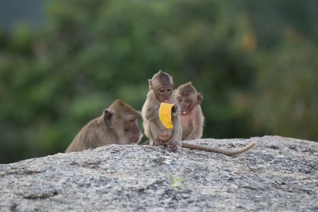 A group of monkey lives in a nature forest in Thailand.の写真素材