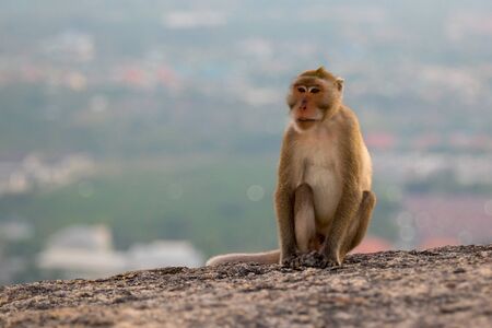 A portrait of monkey sitting on a rock during sunset with bokeh background
