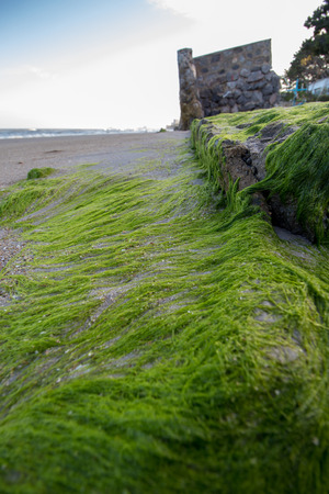Green algae covered Sand boulder on Beach.