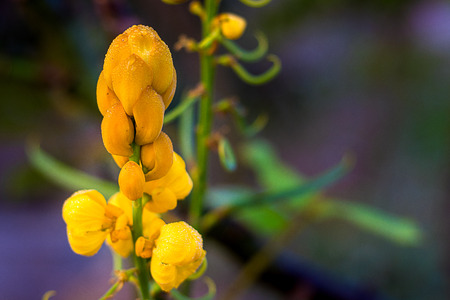 Ringworm Bush, Golden Bush Beautiful Yellow flowersの写真素材