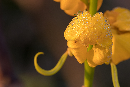 Ringworm Bush, Golden Bush Beautiful Yellow flowersの写真素材