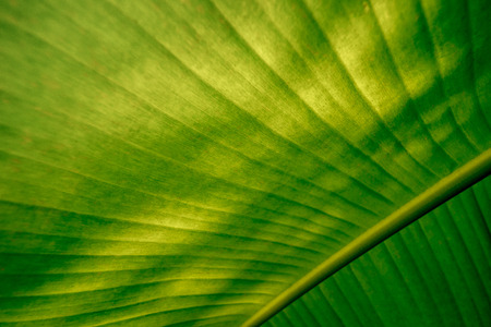 Green banana leaf background abstract