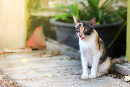 The little cats are staring at curiosity the outside homeの写真素材