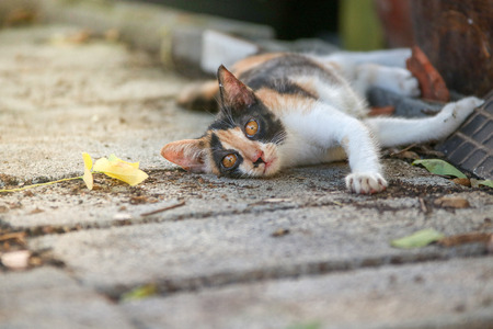 closed up the little cats are staring at curiosity the outside homeの写真素材