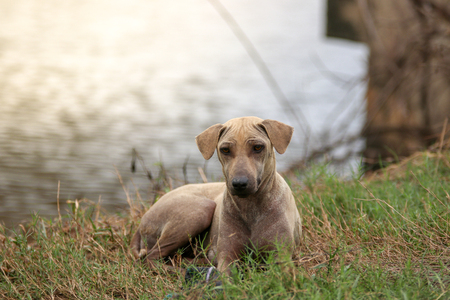 The dog is sitting in the Sadness on the roadsideの写真素材