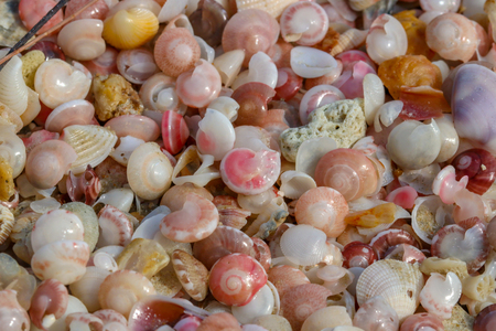 shell and stone pieces. Scrap of seashell on beach nature background.- Image
