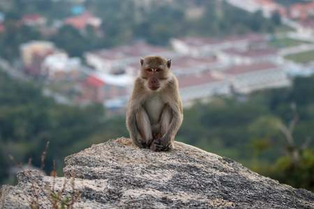 Portrait of a monkey staring at the cameraの写真素材