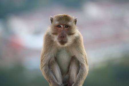 Portrait of a monkey staring at the cameraの写真素材