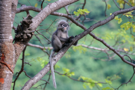 Trachypithecus obscurus sitting on a stump looking