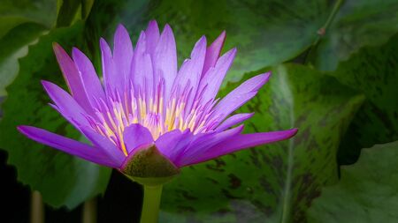 The Pink  Lotus flower in pondの写真素材