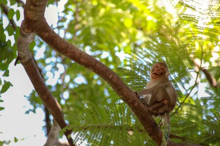 monkey smile sitting On the tree stump lookingの写真素材