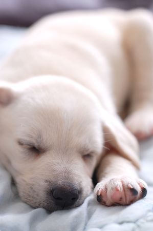 Sleeping Labrador puppyの写真素材