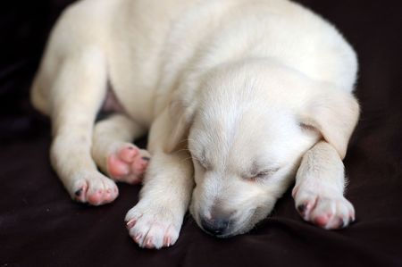 Sleeping Labrador puppy