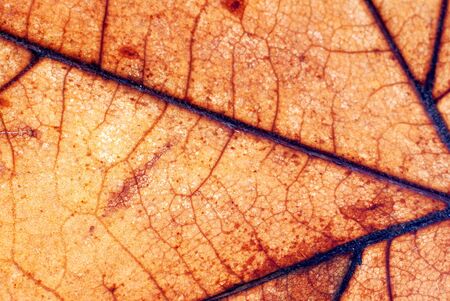 Autumn leaf background, close-up shotの写真素材